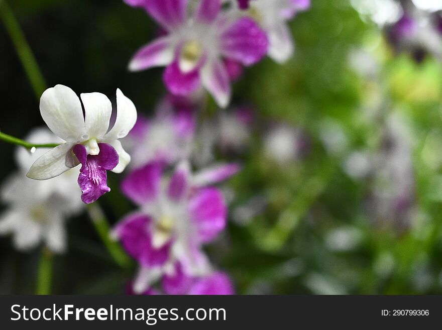 Beautiful Thai Orchid lavender flowers in isolated or group on white purple color with natural blur background, photo taken after the rain fall with some selective focus. Beautiful Thai Orchid lavender flowers in isolated or group on white purple color with natural blur background, photo taken after the rain fall with some selective focus.