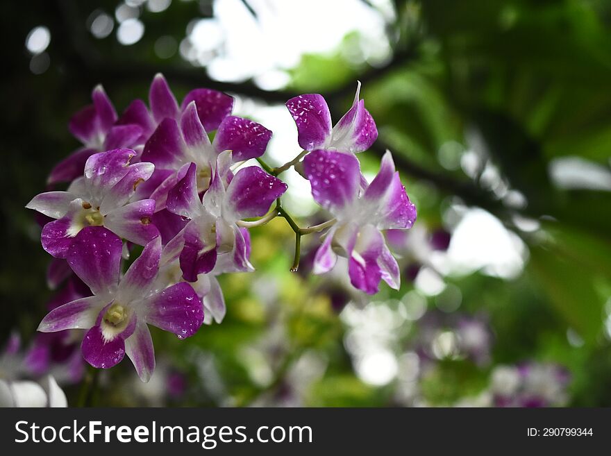 Thai Orchids In White Lavender Color With Natural Blur Background