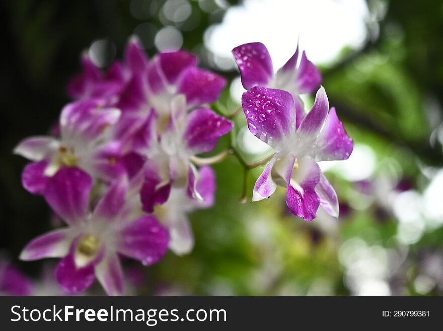 Thai Orchids in White Lavender color with natural blur background