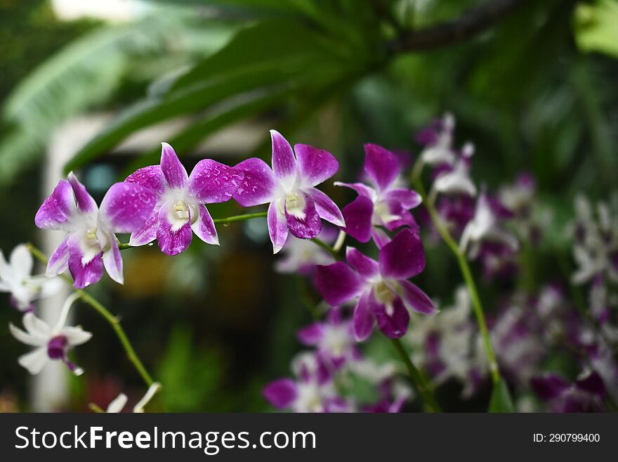 Thai Orchids in White Lavender color with blur background