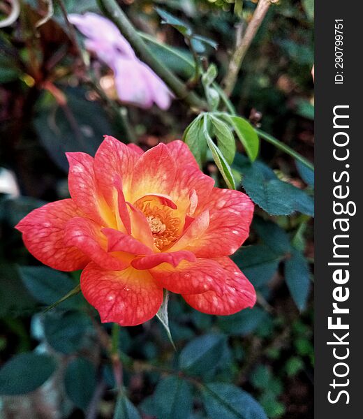 A background image with a red rose