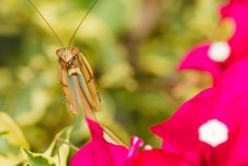 Praying Mantis Royalty Free Stock Images Praying Mantis Royalty Free Stock Images