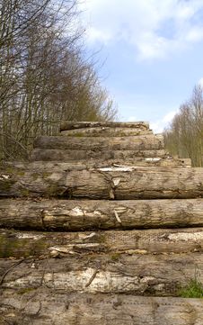 Cut Tree Logs In A Forest Stock Images