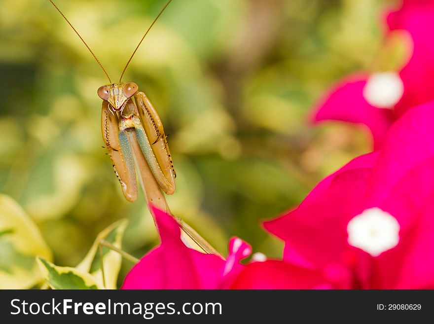 Praying Mantis on red flower