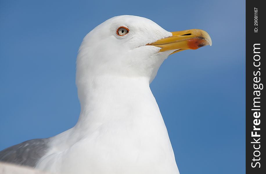 Seagull in the blue sky