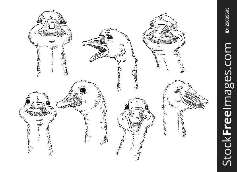 Cute Goose With Different Facial Expressions