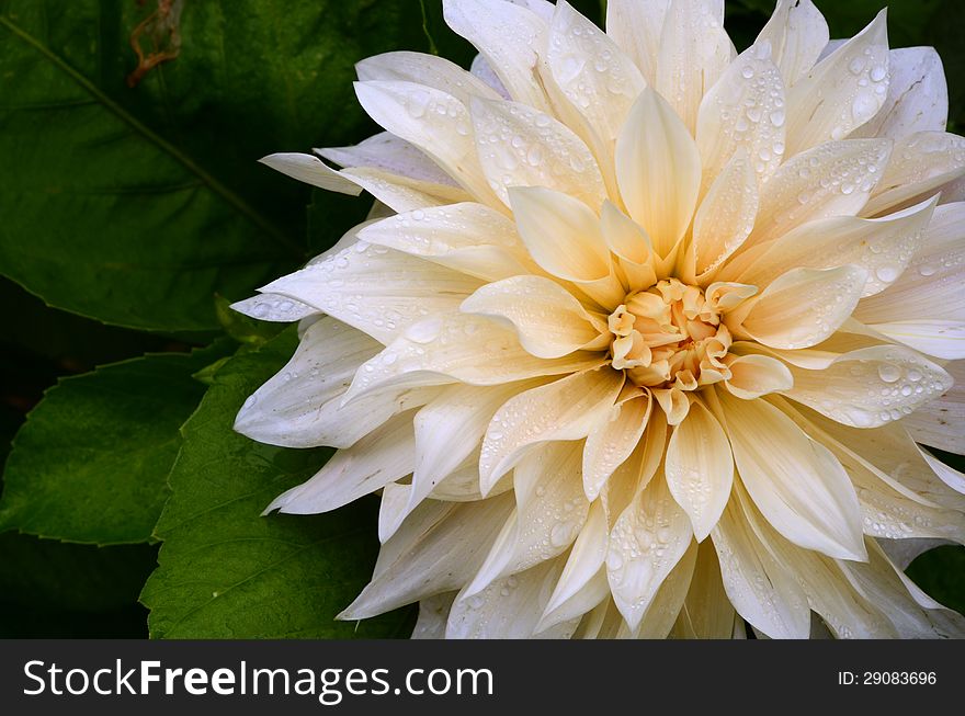 Close-up Of A Pure White Dahlia Flower With Rain Drops. Close-up Of A Pure White Dahlia Flower With Rain Drops