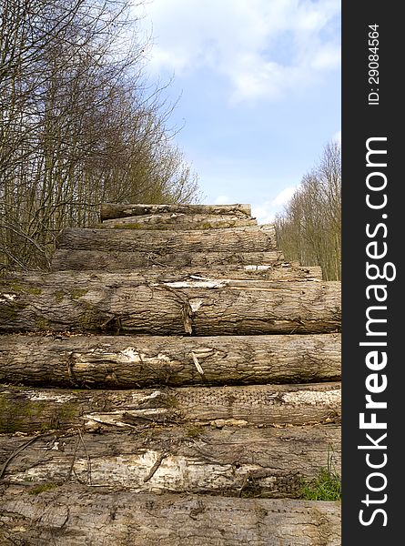 Cut tree logs in a forest stacked on top of one another