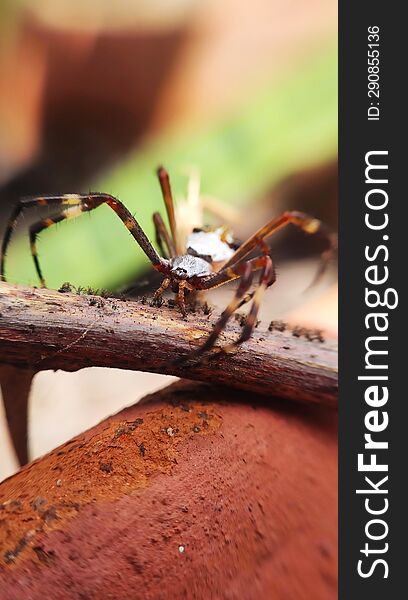 Spider Close Up In The Garden