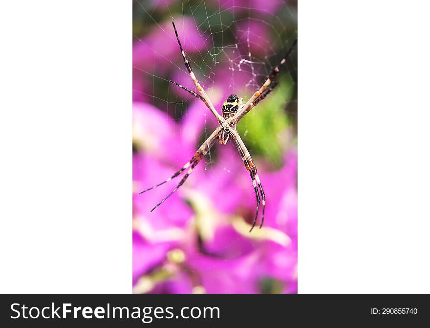 spider close up macro in the garden