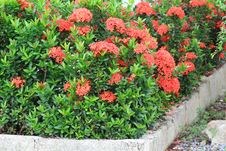 West Indian Jasmine Flower Stock Photos West Indian Jasmine Flower Stock Photos