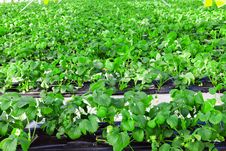 Strawberry In Greenhouse Royalty Free Stock Image Strawberry In Greenhouse Royalty Free Stock Image
