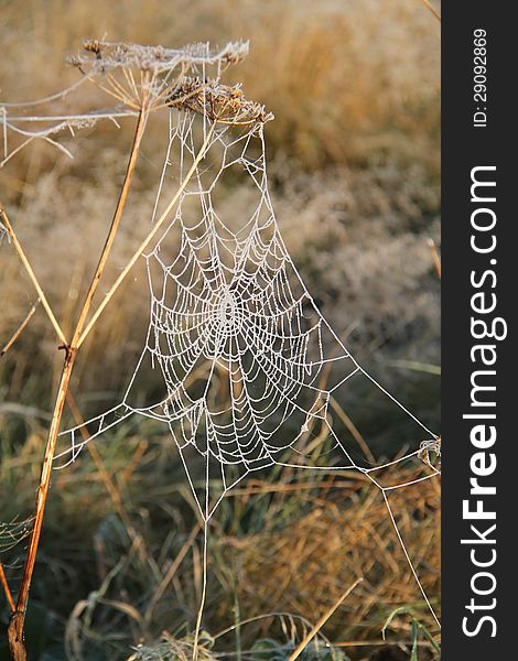 A Strong Spider's Web in a Rural Setting. A Strong Spider's Web in a Rural Setting.