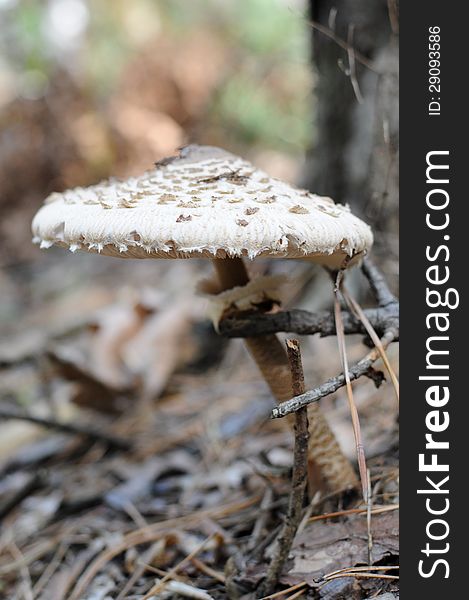 Large Forest Mushroom In Autumn