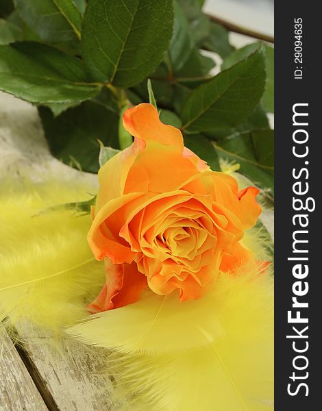 Yellow rose with red edges on the soft yellow feathers. Yellow rose with red edges on the soft yellow feathers