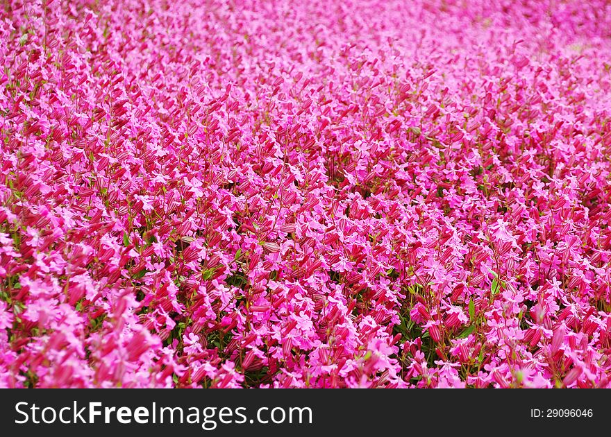 The background of many of pink flowers