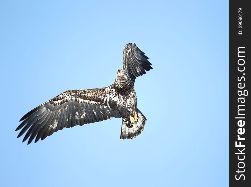 Immature bald eagle in flight against a blue sky in Idaho