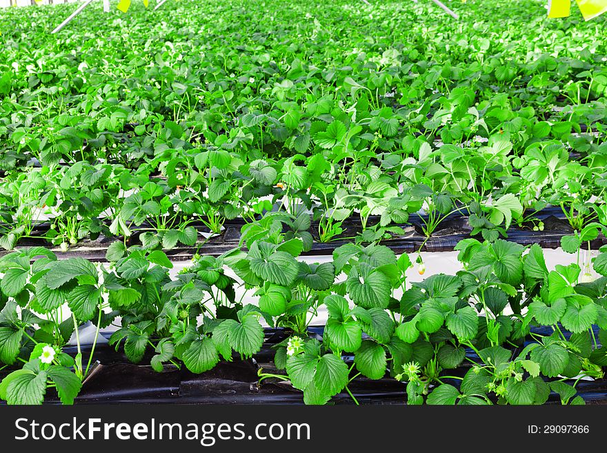 Strawberries growing in the greenhouse. Strawberries growing in the greenhouse