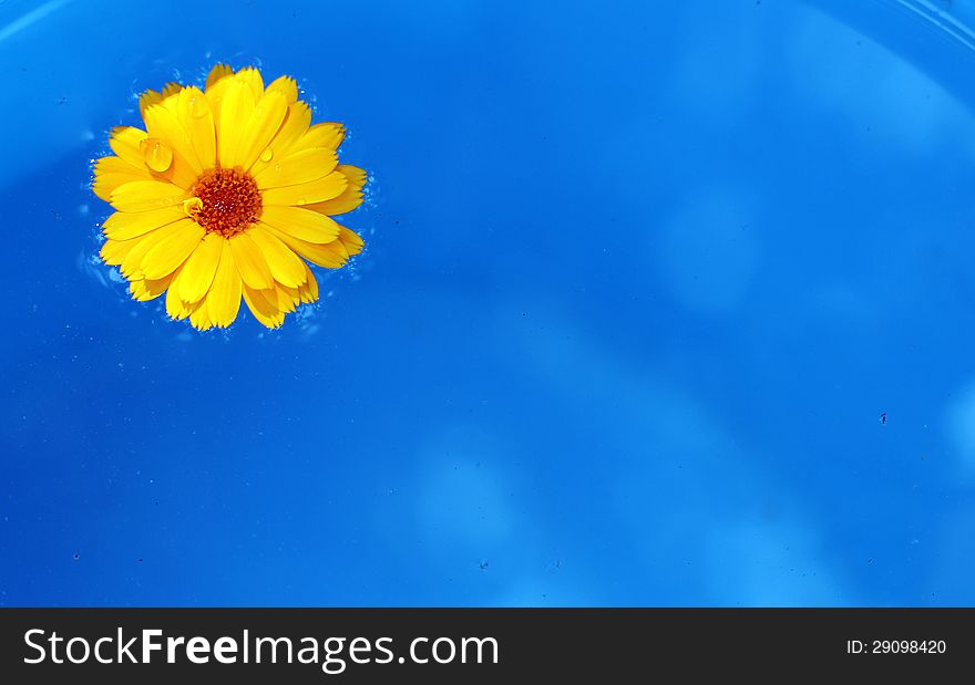Beautiful daisy flower therapy floats on water. Beautiful daisy flower therapy floats on water