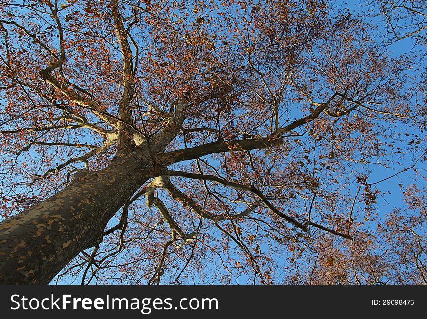 Upwards view through an aspen tree to the autumn sky. Upwards view through an aspen tree to the autumn sky.
