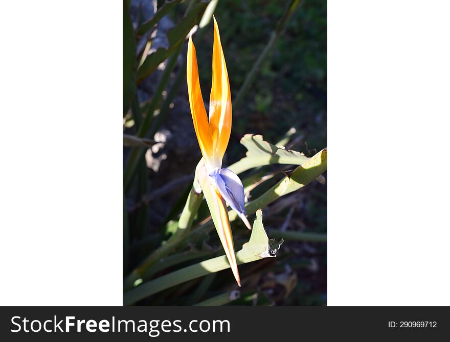 Bird of paradise & x28 Strelitzia reginae& x29  is considered to be the official flower of Los Angeles.