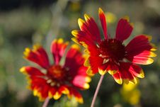 Two Red Flowers Royalty Free Stock Photos Two Red Flowers Royalty Free Stock Photos