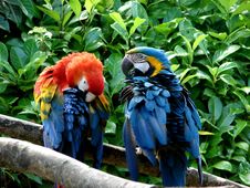 Couple Parrots Royalty Free Stock Image Couple Parrots Royalty Free Stock Image
