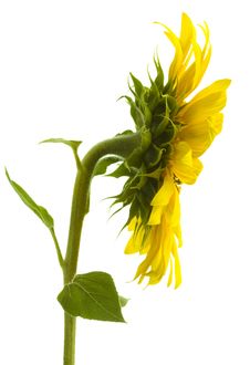 Sunflower Royalty Free Stock Photography Sunflower Royalty Free Stock Photography