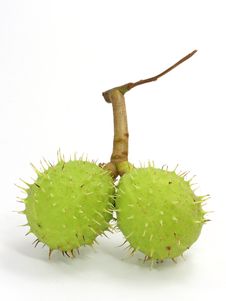 Green Chestnut Stock Photos Green Chestnut Stock Photos