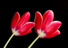 Red Tulips Royalty Free Stock Image