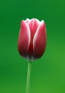 Red Tulip Royalty Free Stock Images Red Tulip Royalty Free Stock Images