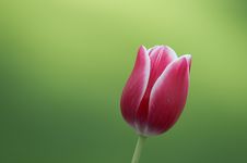 Red Tulip Royalty Free Stock Photos Red Tulip Royalty Free Stock Photos