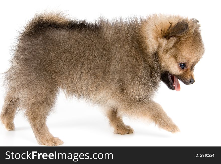 The Puppy Of The Spitz-dog