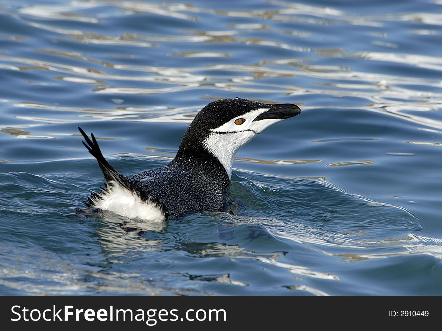 Chinstrap Penguins swimming  , Antarctica 2007