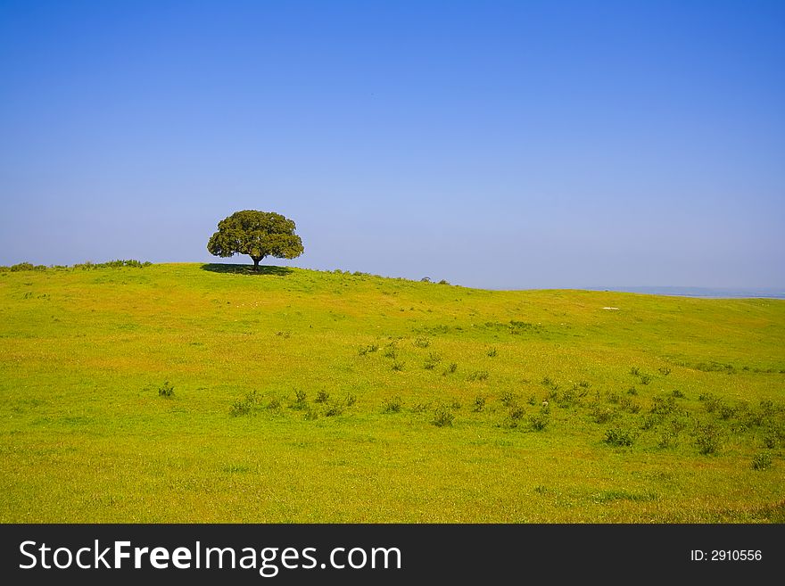 Lonely tree in typical landscape with strong colors