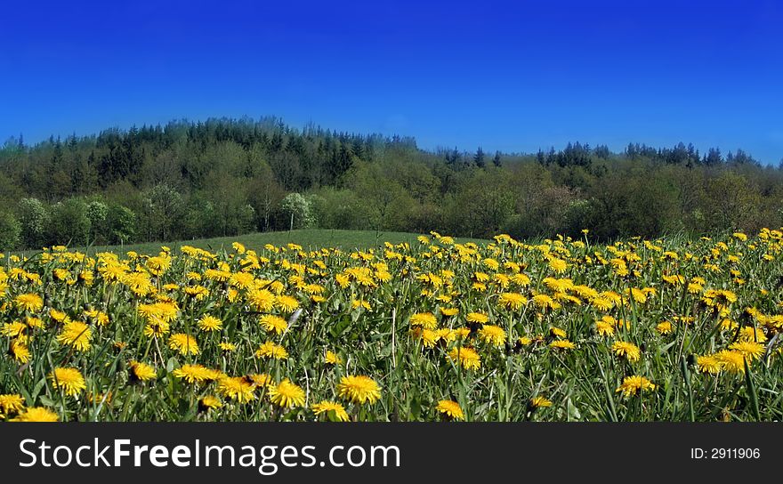 Field from yellow dandelions and a june wood in the distance. Field from yellow dandelions and a june wood in the distance