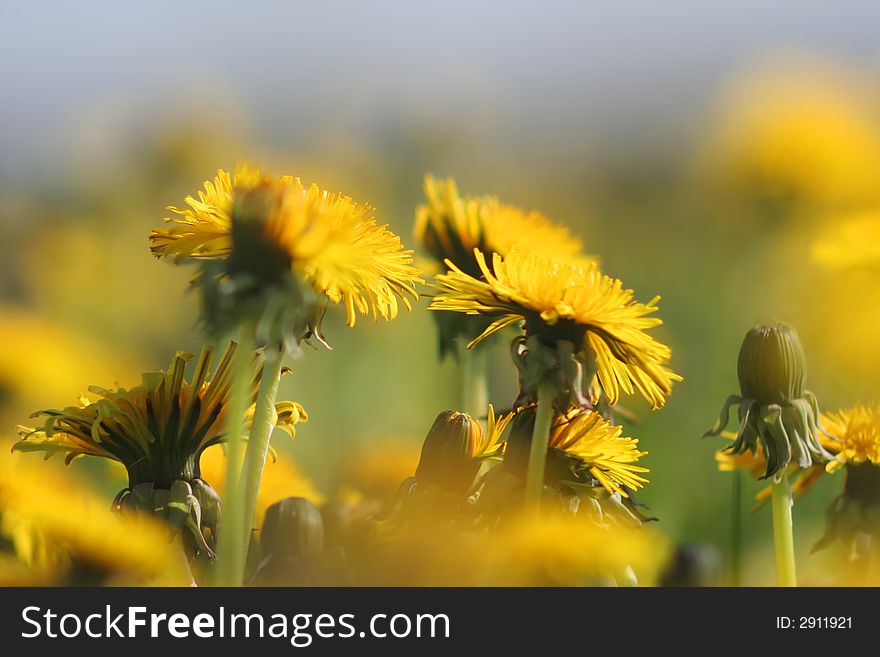Greater yellow dandelions in the middle of spring