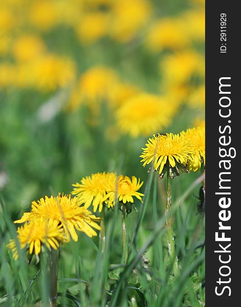 Greater yellow dandelions on a grass
