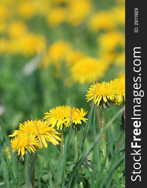 Yellow dandelions