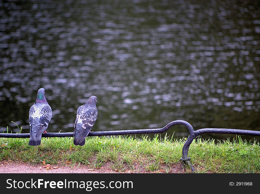 Birds near the lake. Green grass.