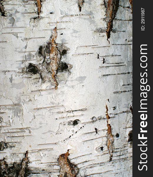 Bark of a birch with ants