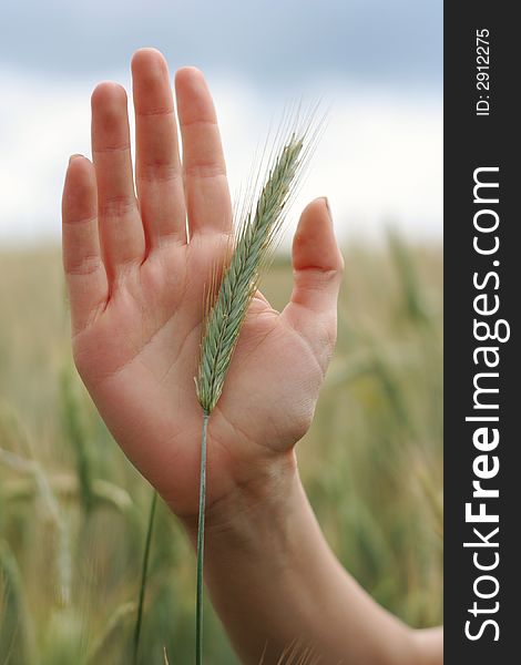 Green spikelets in the woman palms