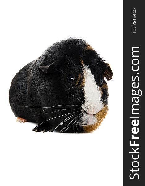 A cute frontal portrait of a smooth haired guinea pig isolated on a white background. A cute frontal portrait of a smooth haired guinea pig isolated on a white background