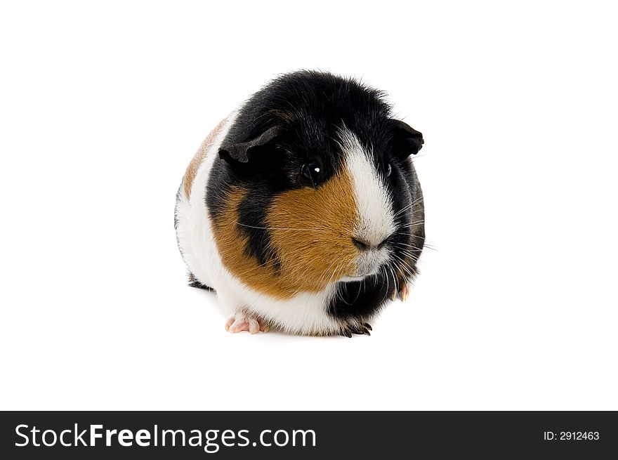 A cute frontal portrait of a smooth haired guinea pig isolated on a white background. A cute frontal portrait of a smooth haired guinea pig isolated on a white background