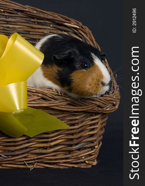 A cute  portrait of a smooth haired guinea pig in a wicker basket with a gift bow. A cute  portrait of a smooth haired guinea pig in a wicker basket with a gift bow