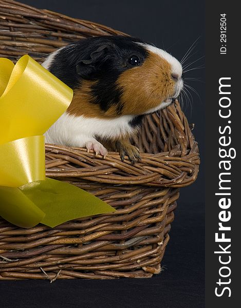 A cute side view portrait of a smooth haired guinea pig in a wicker basket with a gift bow. A cute side view portrait of a smooth haired guinea pig in a wicker basket with a gift bow