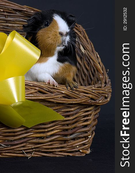 A front view portrait of a smooth haired guinea pig in a wicker basket with a gift bow. A front view portrait of a smooth haired guinea pig in a wicker basket with a gift bow