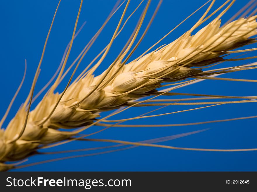 Close up view of the golden grain ears