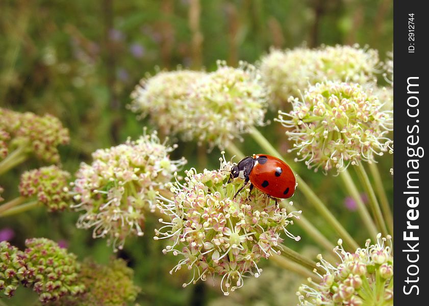 Red Ladybug on a flower. Red Ladybug on a flower