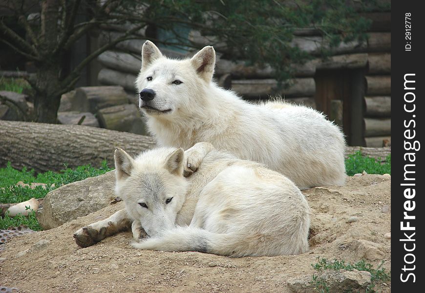 Couple wolves